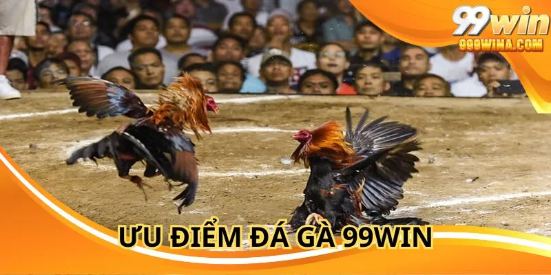 Đá gà 99WIN mang đến phần thưởng cực đã