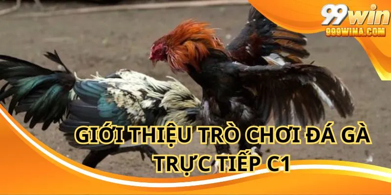 Đá gà trực tiếp C1 là thể loại cá cược quen thuộc