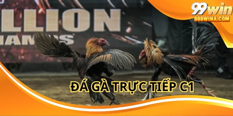 Đá Gà Trực Tiếp C1 99Win - Sân Chơi Uy Tín, Thắng Cực Đậm