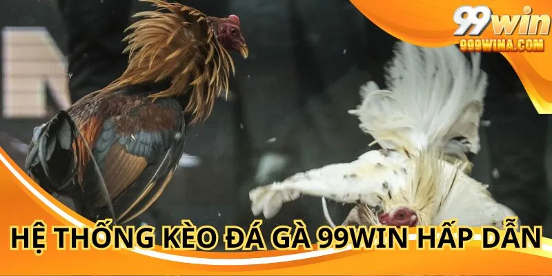 Hệ thống kèo đá gà cựa dao 99WIN với tỷ lệ rõ ràng