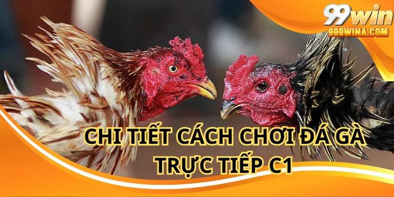 Tham khảo cách chơi đá gà trực tiếp C1 cực chi tiết